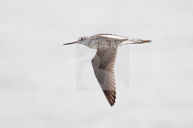 adult common greenshank (Tringa nebularia) in flight, found at Lake Neusiedl in Austria stock-image by Agami/Mathias Putze,