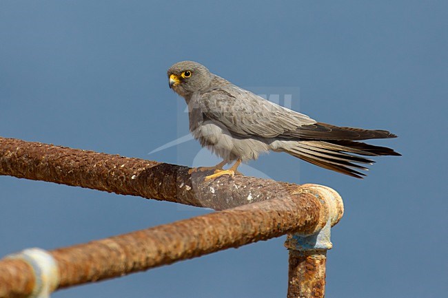 Woestijnvalk zittend op scheepswrak; Sooty Falcon perched on ship wreck stock-image by Agami/Daniele Occhiato,