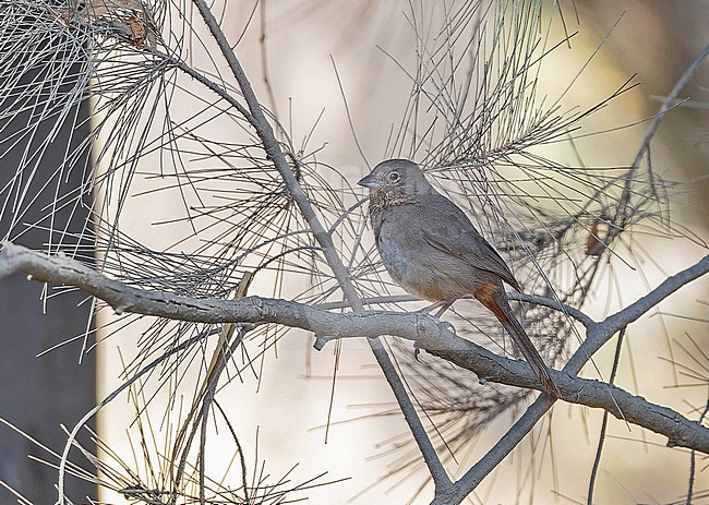Canyon Towhee (Melozone fusca) in Western Mexico. stock-image by Agami/Pete Morris,