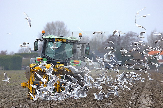 Mixed flock of Common, Black-headed and Mediterranean Gull behind plowing tractor on field in the winter looking for worms in clay stock-image by Agami/Menno van Duijn,
