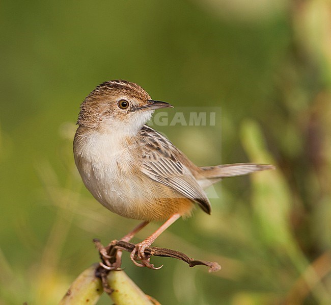 Zitting Cisticola - Zistensänger - Cisticola juncidis ssp. cisticola, Morocco stock-image by Agami/Ralph Martin,