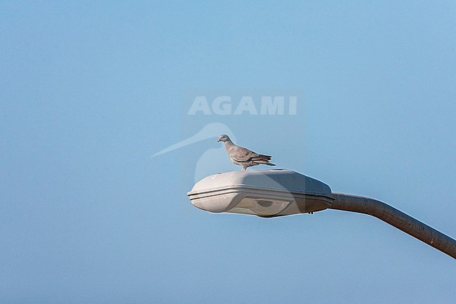 Stock Dove (Columba oenas) in the Netherlands. Perched on a road side lamp. stock-image by Agami/Marc Guyt,