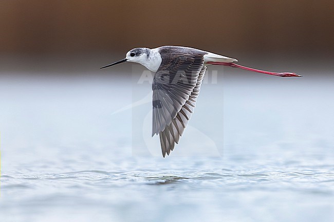 Immature Black-winged Stilt (Himantopus himantopus) in Italy. stock-image by Agami/Daniele Occhiato,