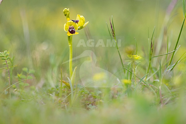 Yellow Bee orchid, Ophrys lutea stock-image by Agami/Wil Leurs,