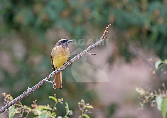 Baird's Flycatcher (Myiodynastes bairdii) in northern Peru. stock-image by Agami/Pete Morris,