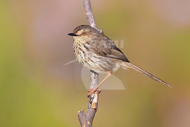 Karoo Prinia (Prinia maculosa), side view of an adult perched on a branch, Western Cape, South Africa stock-image by Agami/Saverio Gatto,