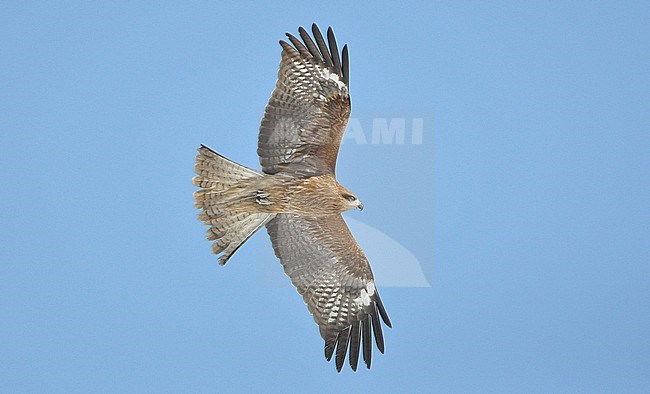 The eastern population of the Black Kite (Milvus migrans) is called Black-eared kite (Milvus migrans lineatus). Sometimes it is considered a full species (Milvus lineatus). stock-image by Agami/Eduard Sangster,