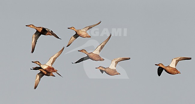 Groep vrouwtjes Slobeend in flight; Group of female Northern Shovelers in flight stock-image by Agami/Markus Varesvuo,