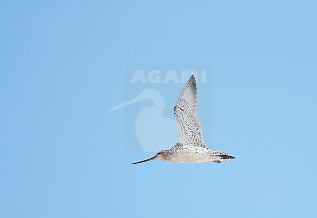 Bar-tailed Godwit female (Limosa lapponica) Vardö Norway May 2017 stock-image by Agami/Markus Varesvuo,