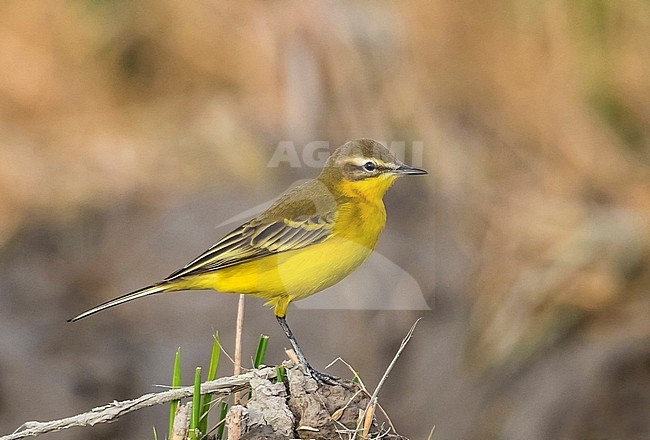 Adult Blue-headed Wagtail (Motacilla flava) standing on a dry rice field during autumn migration in the Ebro Delta, Spain. stock-image by Agami/Rafael Armada,