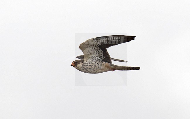 Wintering Amur Falcon (Falco amurensis) in South Africa. stock-image by Agami/Dani Lopez-Velasco,
