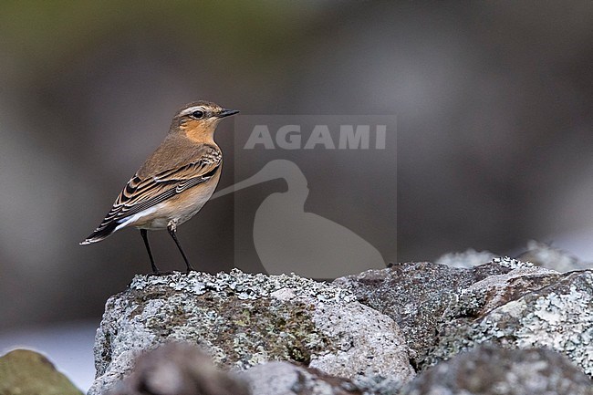 Groenlandse Tapuit; 'Greenland' Northern Wheatear stock-image by Agami/Daniele Occhiato,