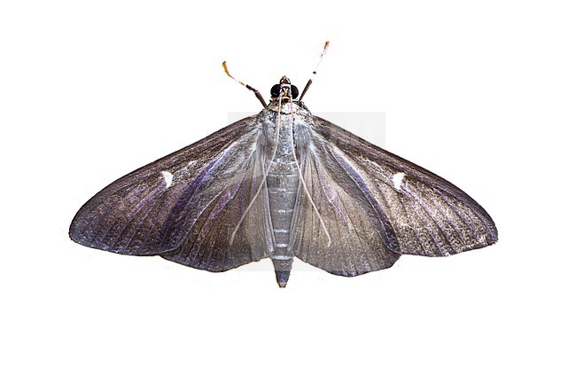 Box-tree Moth, Cydalima perspectalis stock-image by Agami/Wil Leurs,