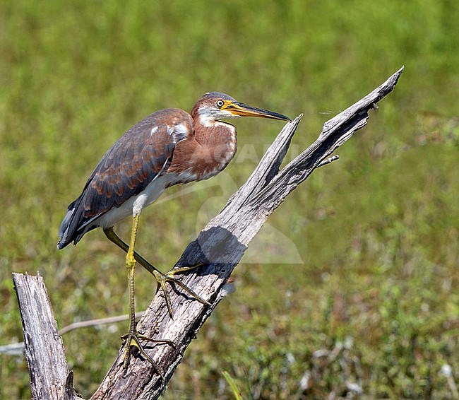 Tricolored Heron (Egretta tricolor) a juvenile perched in the marsh stock-image by Agami/Roy de Haas,