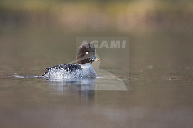 Common Goldeneye - Schellente - Bucephala clangula ssp. clangula, Germany, adult female stock-image by Agami/Ralph Martin,