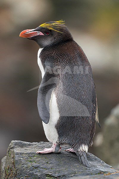 Macaroni Penguin (Eudyptes chrysolophus) standing on a rock on South Georgia Island. stock-image by Agami/Rafael Armada,