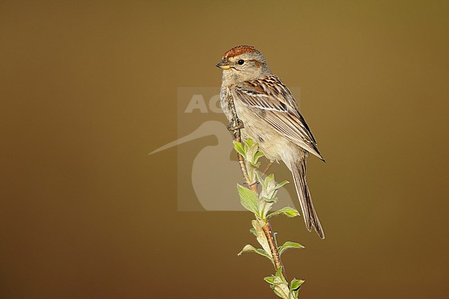 Adult breeding American Tree Sparrow (Passerella arborea)
Seward Peninsula, Alaska, USA
June 2018 stock-image by Agami/Brian E Small,