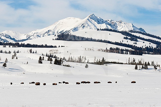 American Bison (Bison bison) herd grazing in snow-covered Yellowstone National Park stock-image by Agami/Caroline Piek,