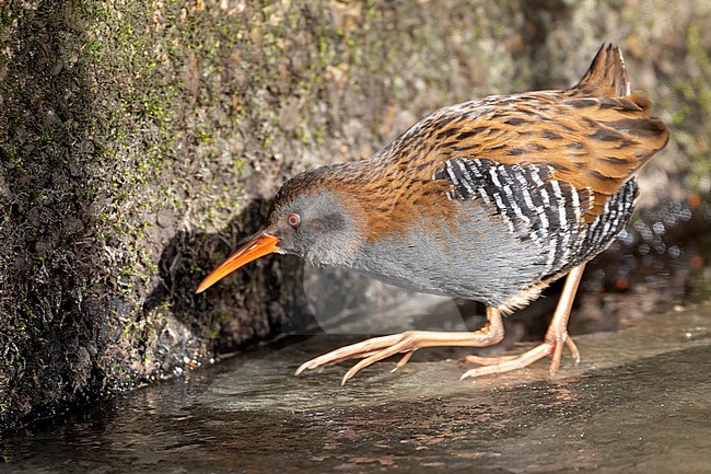A Water Rail (Rallus aquaticus) forages on the ice showing off its amazing zebra print. Normally these birds will stay hidden in the reeds, but during desperate times like these they will forage in the open, offering unique opportunities to see them. stock-image by Agami/Jacob Garvelink,