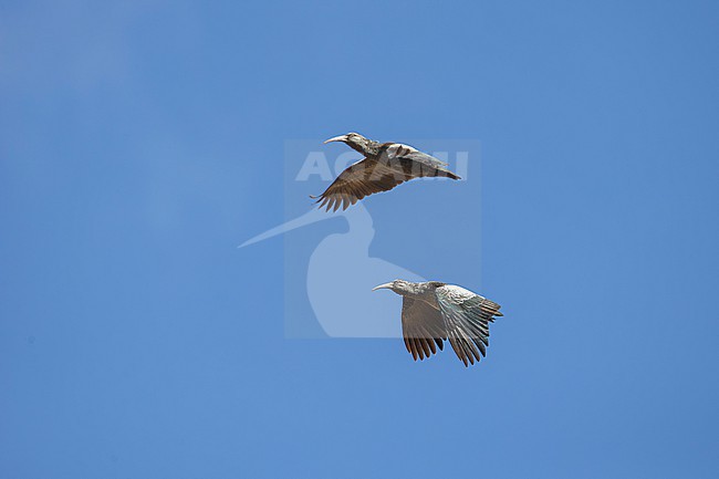 two wattled ibis (Bostrychia carunculata) in flight, found at Sanetti Plateau in Bale Mountains National Parc in Ethiopia stock-image by Agami/Mathias Putze,