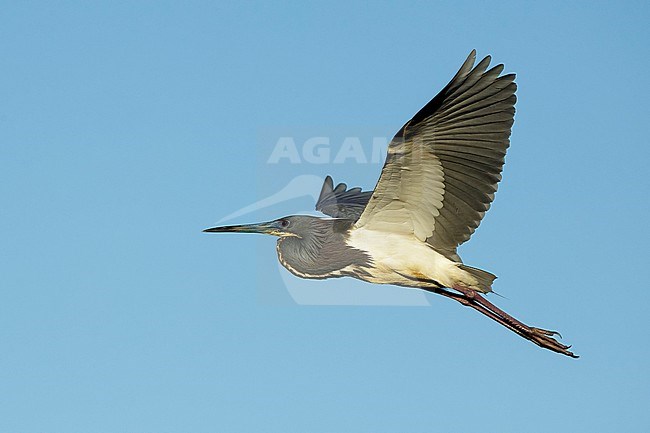Adult breeding Tricolored Heron (Egretta tricolor)
Galveston Co., Texas, USA stock-image by Agami/Brian E Small,