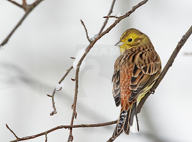 Volwassen mannetje Geelgors in de winter; Adult male Yellowhammer in winter stock-image by Agami/Markus Varesvuo,