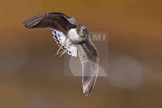 Green Sandpiper (Tringa ochropus) in Italy. stock-image by Agami/Daniele Occhiato,