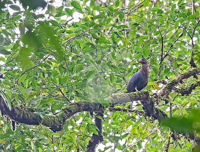 Sao Tome Ibis  (Bostrychia bocagei) perched in a tree. Also known as the dwarf olive ibis or the dwarf ibis. A critically endangered ibis that is endemic to São Tomé island off the western coast of Central Africa in the Gulf of Guinea. stock-image by Agami/Pete Morris,