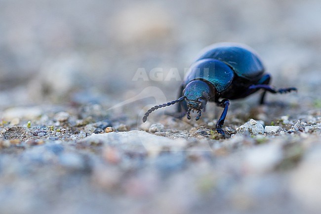Timarcha tenebricosa - Bloody-nosed beetle - Tatzenkäfer, Germany (Baden-Württemberg), imago stock-image by Agami/Ralph Martin,