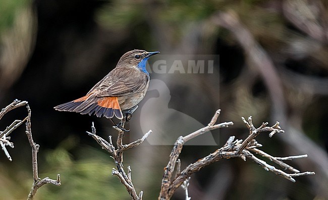 Adult male Iberian Bluethroat perched in high slope of Plataforma de Gredos in Navacepeda de Tormes, Castillia y Leon near Madrid. May 21, 2018. stock-image by Agami/Vincent Legrand,