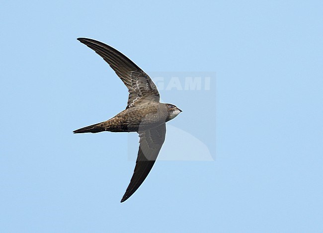 Common Swift (Apus apus) on migration flying against a blue sky showing underside and wings fully spread stock-image by Agami/Ran Schols,