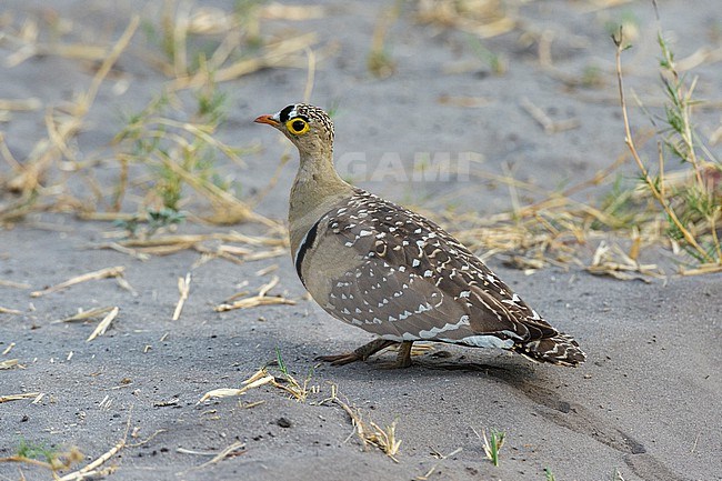 A double-banded sandgrouse, Pterocles bicintus, on the ground. Savuti, Chobe National Park, Botswana stock-image by Agami/Sergio Pitamitz,