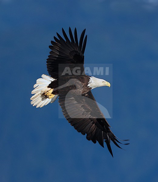 Bald Eagle adult (Haliaeetus leucocephalus) taken the 20/06/2022 at Homer - Alaska - USA stock-image by Agami/Aurélien Audevard,