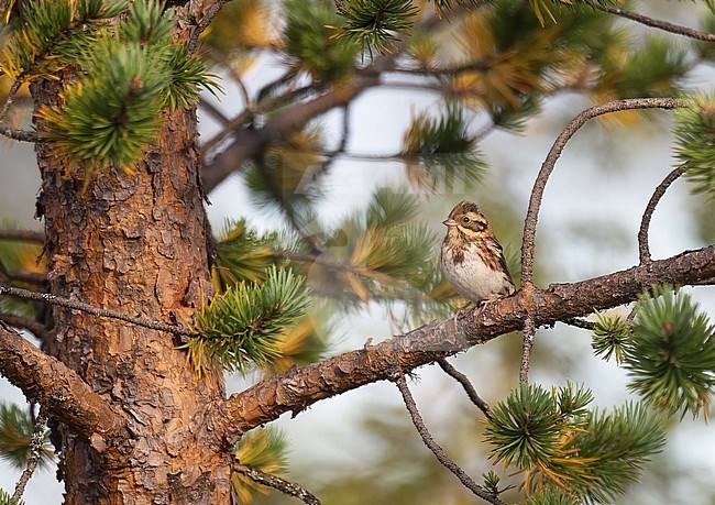 Rustic bunting (Emberiza rustica rustica) in non-breeding plumage in autumn. Front view of bird perched on a horizontal branch of a pine. stock-image by Agami/Kari Eischer,