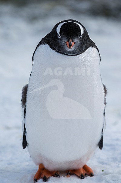 Portrait of a Gentoo penguin, Pygoscelis papua, at Marina Point on Galindez Island in the Argentine Islands, Antarctica. Antarctica. stock-image by Agami/Sergio Pitamitz,