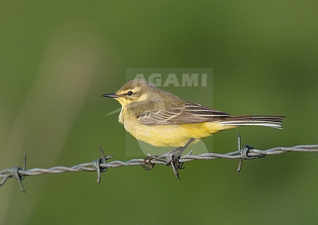 Male Yellow Wagtail (Motacilla flavissima), Salthouse, Norfolk, during spring. Perched on barbed wire. stock-image by Agami/Steve Gantlett,
