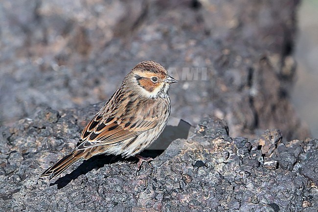 Little Bunting (Emberiza pusilla) during autumn migration at Ongi valley in Mongolia. stock-image by Agami/Aurélien Audevard,