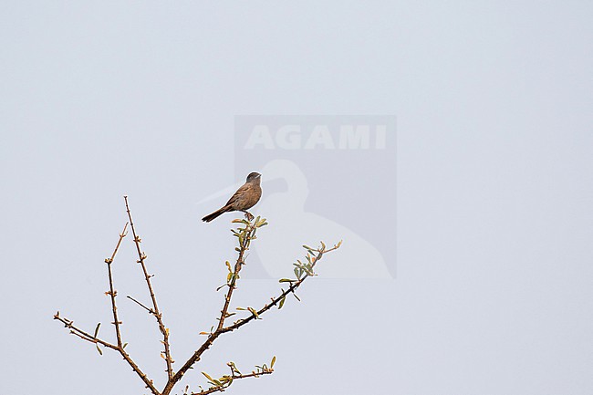 Cinereous Tyrant (Knipolegus striaticeps) in Paraguay. stock-image by Agami/Pete Morris,