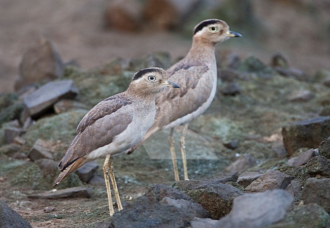 Peruaanse Griel, Peruvian Thick-knee, Burhinus superciliaris stock-image by Agami/Marc Guyt,