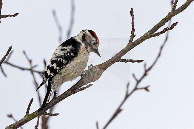 The Lesser Spotted Woodpecker (Dryobates minor)  is often quite shy and mostly seen briefly. This male gave close-up views. stock-image by Agami/Jacob Garvelink,