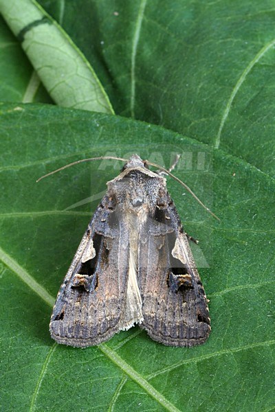Setaceous Hebrew Character, Zwarte c-uil stock-image by Agami/Bas Haasnoot,