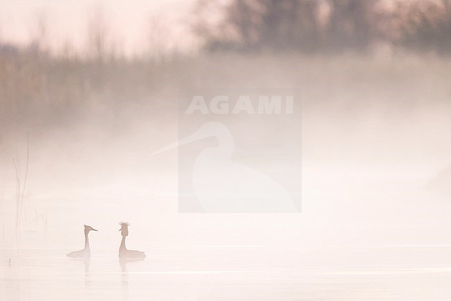 Displaying great crested grebes stock-image by Agami/Chris van Rijswijk,