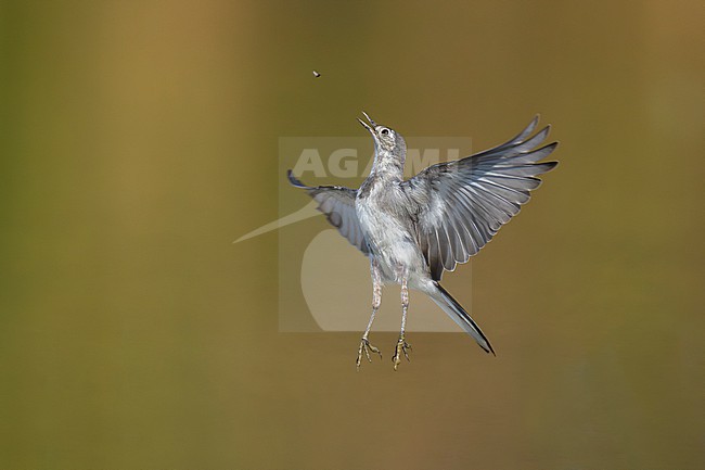 White Wagtail, Motacilla alba, in Italy. Immature bird catching insect in flight. stock-image by Agami/Daniele Occhiato,