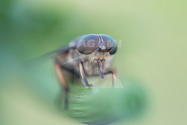 Tabanus bovinus - Pale giant horse-fly - Rinderbremse, Germany (Baden-Württemberg), imago, female stock-image by Agami/Ralph Martin,