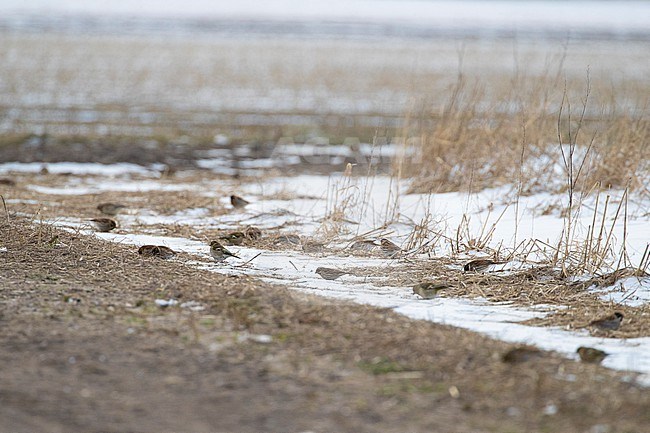 Reed Bunting (Emberiza schoeniclus) foraging on seeds on the ground at the edge of a winter pasture in the Netherlands. stock-image by Agami/Arnold Meijer,