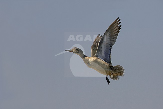 Wintertaling in vlucht; Teal in flight stock-image by Agami/Markus Varesvuo,