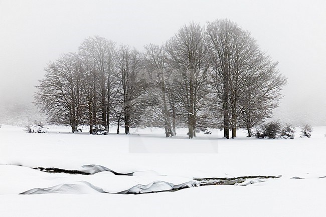 Snowy Landscape, winter landscape with trees and a creek, Campania, Italy stock-image by Agami/Saverio Gatto,