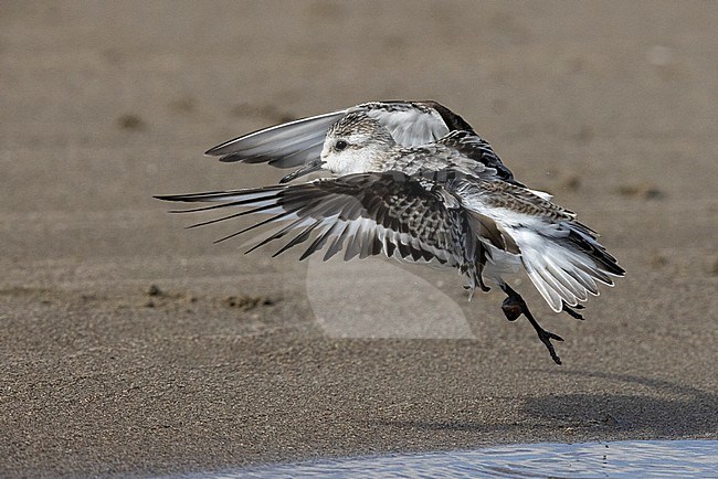 Sanderling (Calidris alba), side view of a juvenile at take-off, Campania, Italy stock-image by Agami/Saverio Gatto,