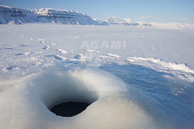 Exposed den of Ringed Seal (Pusa hispida) in Spitsbergen. stock-image by Agami/Pieter-Jan D'Hondt ,