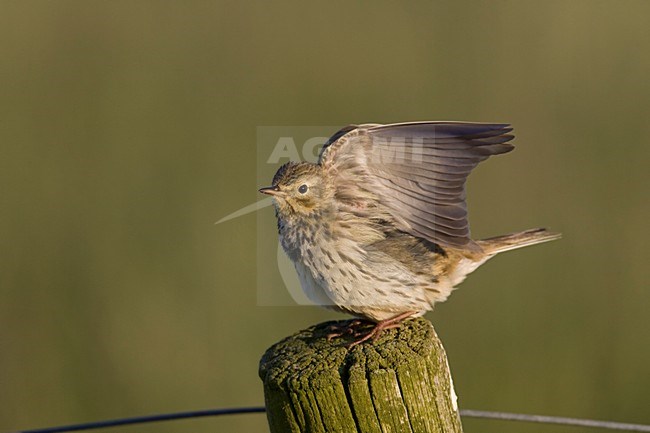 Wing stretching Meadow Pipit; Vleugelstrekkende Graspieper stock-image by Agami/Arie Ouwerkerk,
